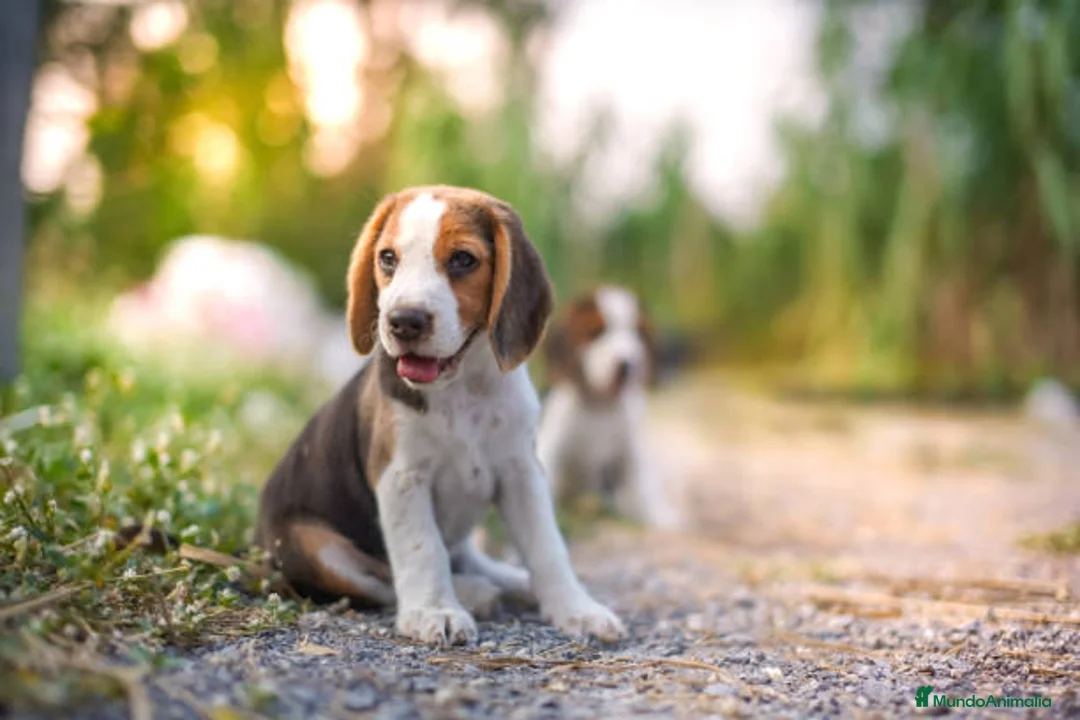 Beagle perros en venta: BEAGLES MADRID  en Ciudad Real - Anuncio 3