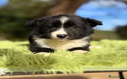 Border Collie perros en venta: Border macho - Anuncio 3