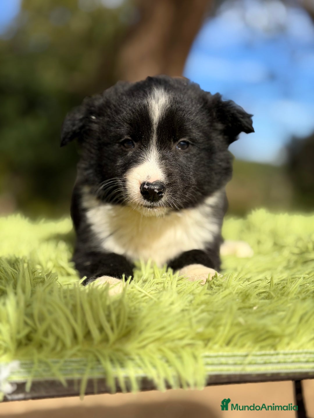 Border Collie perros en venta: Border macho - Anuncio 3