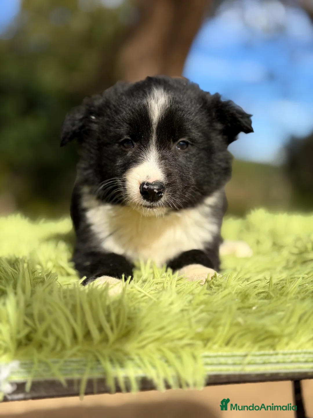 Border Collie perros en venta: Border macho - Anuncio 3
