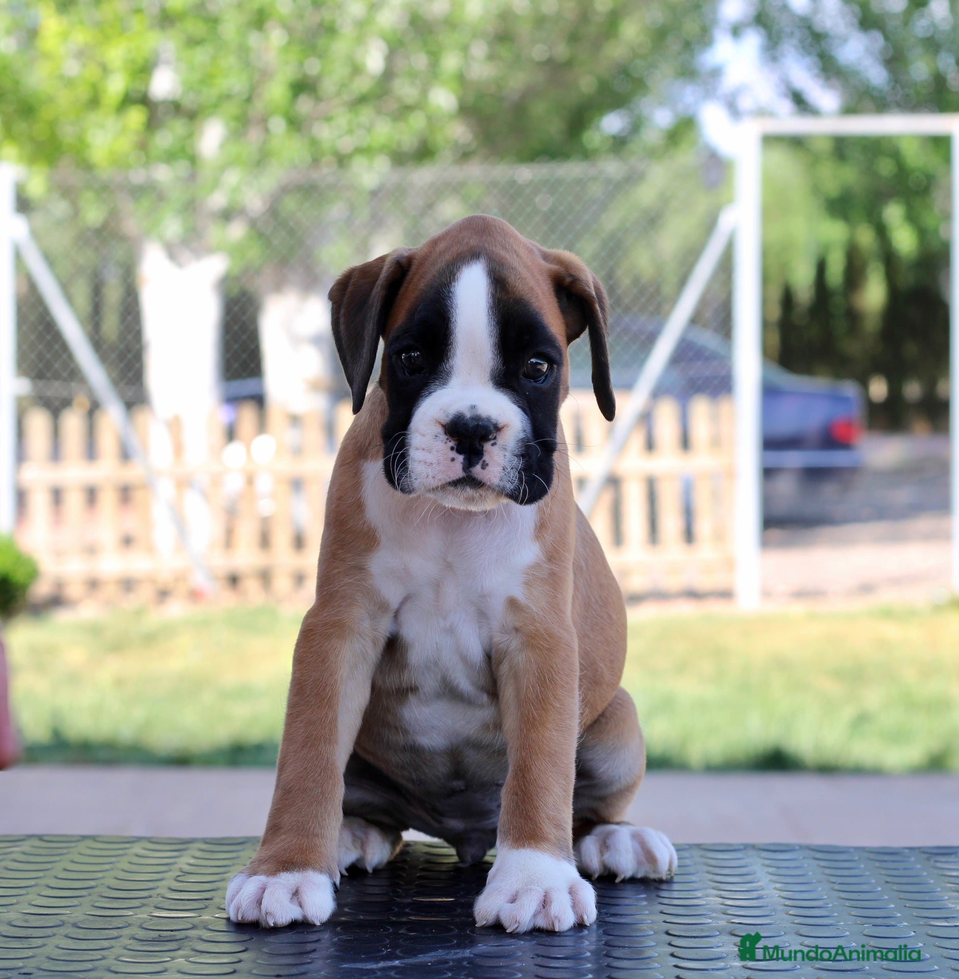 Boxer perros MACHO BOXER DORADO  - Anuncio 1