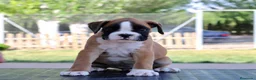 Boxer perros en venta: MACHO BOXER DORADO  - Anuncio 1