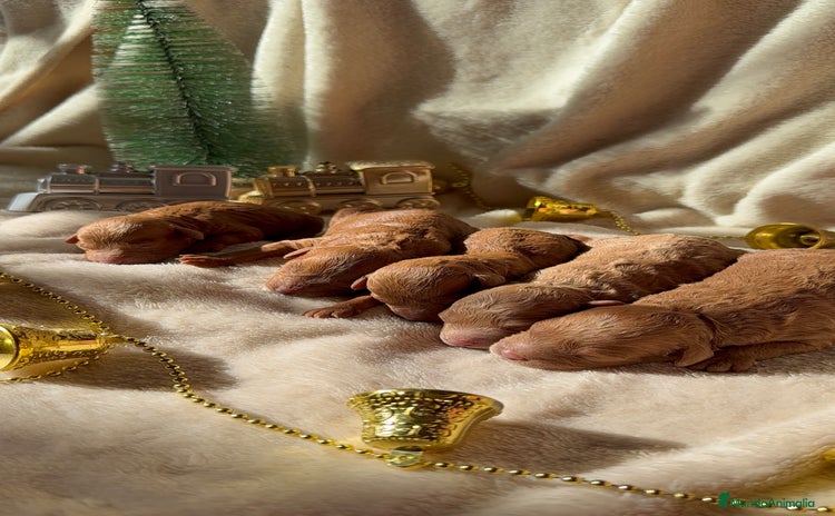 Caniche Toy perros Preciosa camada de caniches toy rojo  - Anuncio 1