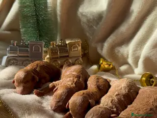 Caniche Toy perros Preciosa camada de caniches toy rojo - Anuncio 4