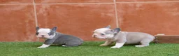 Bulldog Francés perros en venta: Cachorros de Bulldog Frances  - Anuncio 8