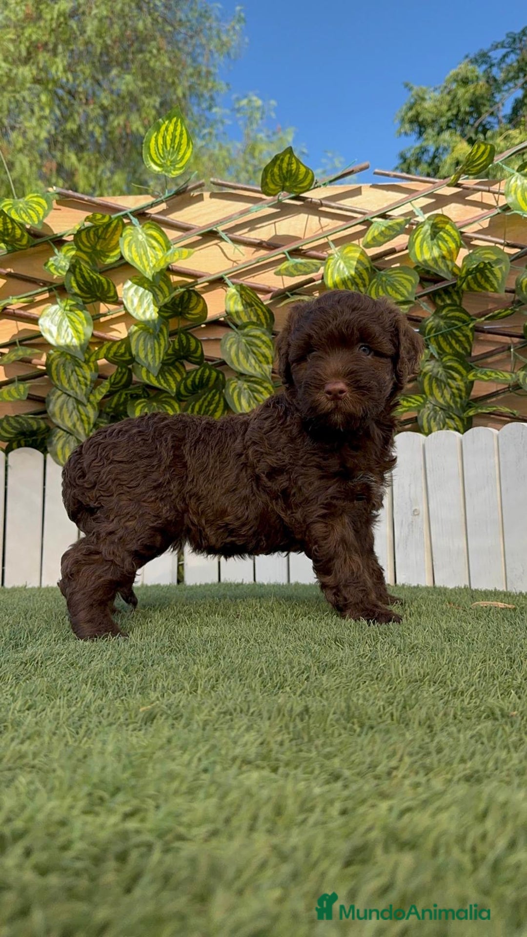 Perro de Agua Español perros en venta: PERRO DE AGUA HEMBRA - Imagen 4