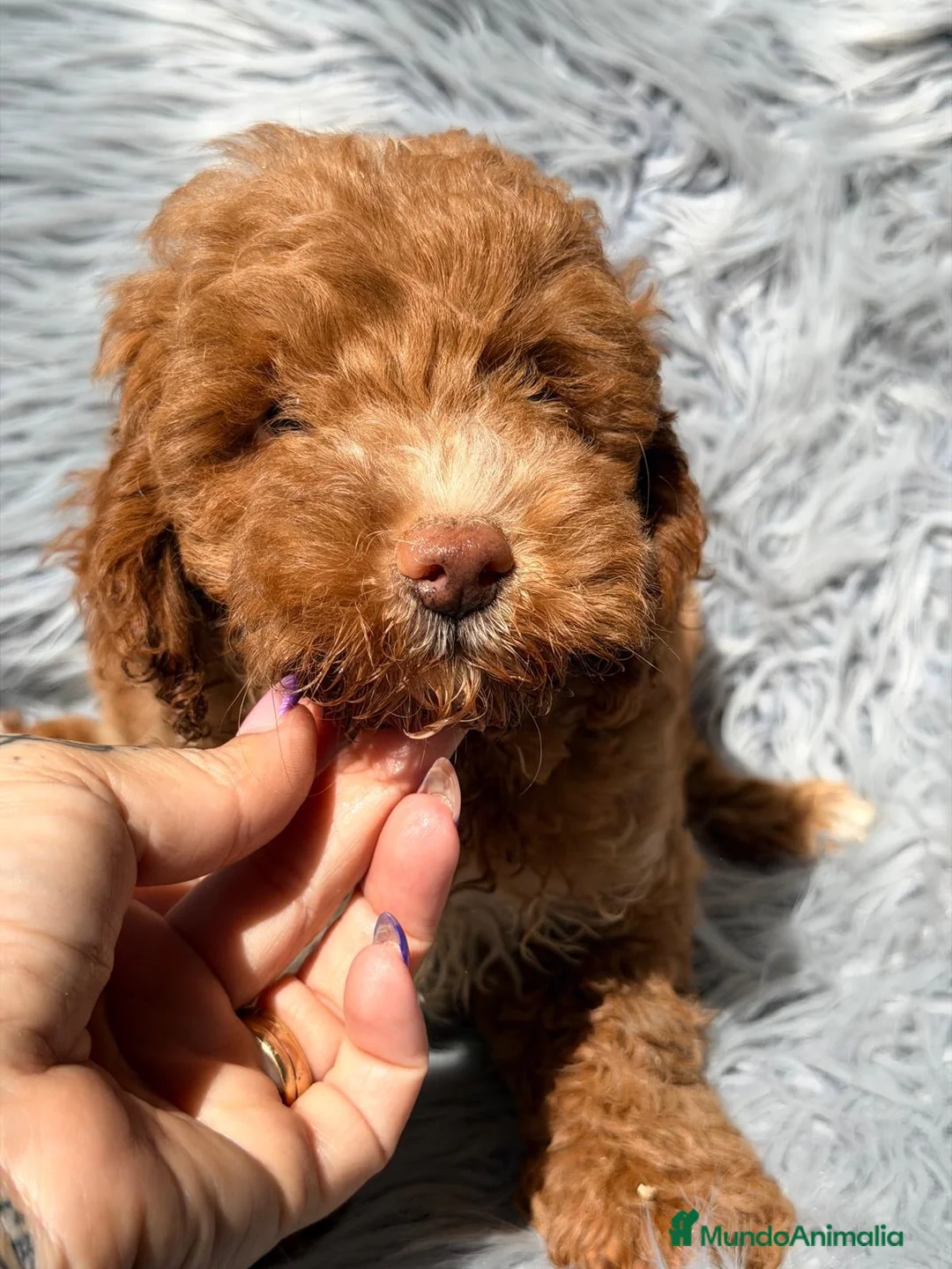Maltipoo perros en venta: Maltipoo macho  - Anuncio 5