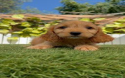 Otras razas perros en venta: Cockapoo hembra - Imagen 9