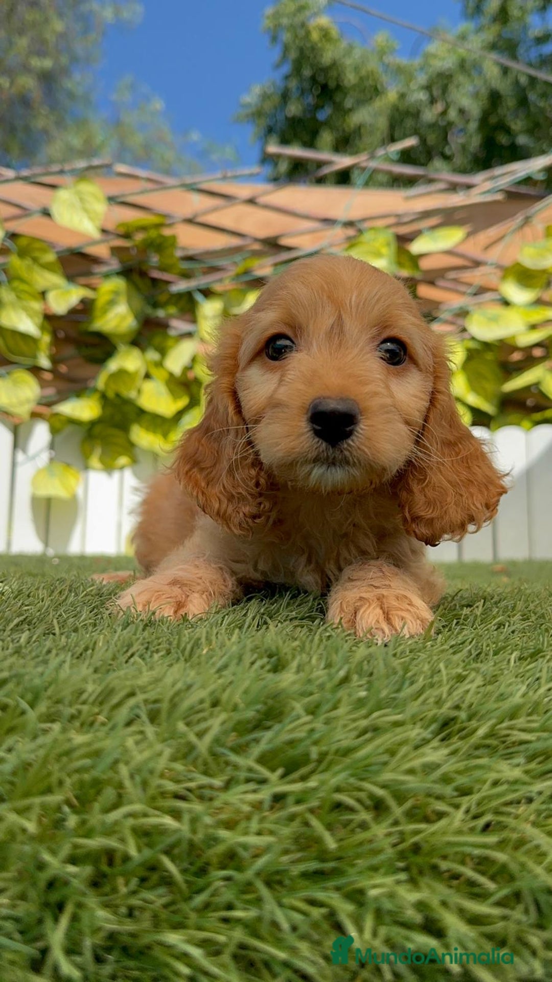 Otras razas perros en venta: Cockapoo hembra - Imagen 9