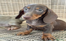 Teckel Miniatura perros en venta: Teckel miniatura  - Imagen 8