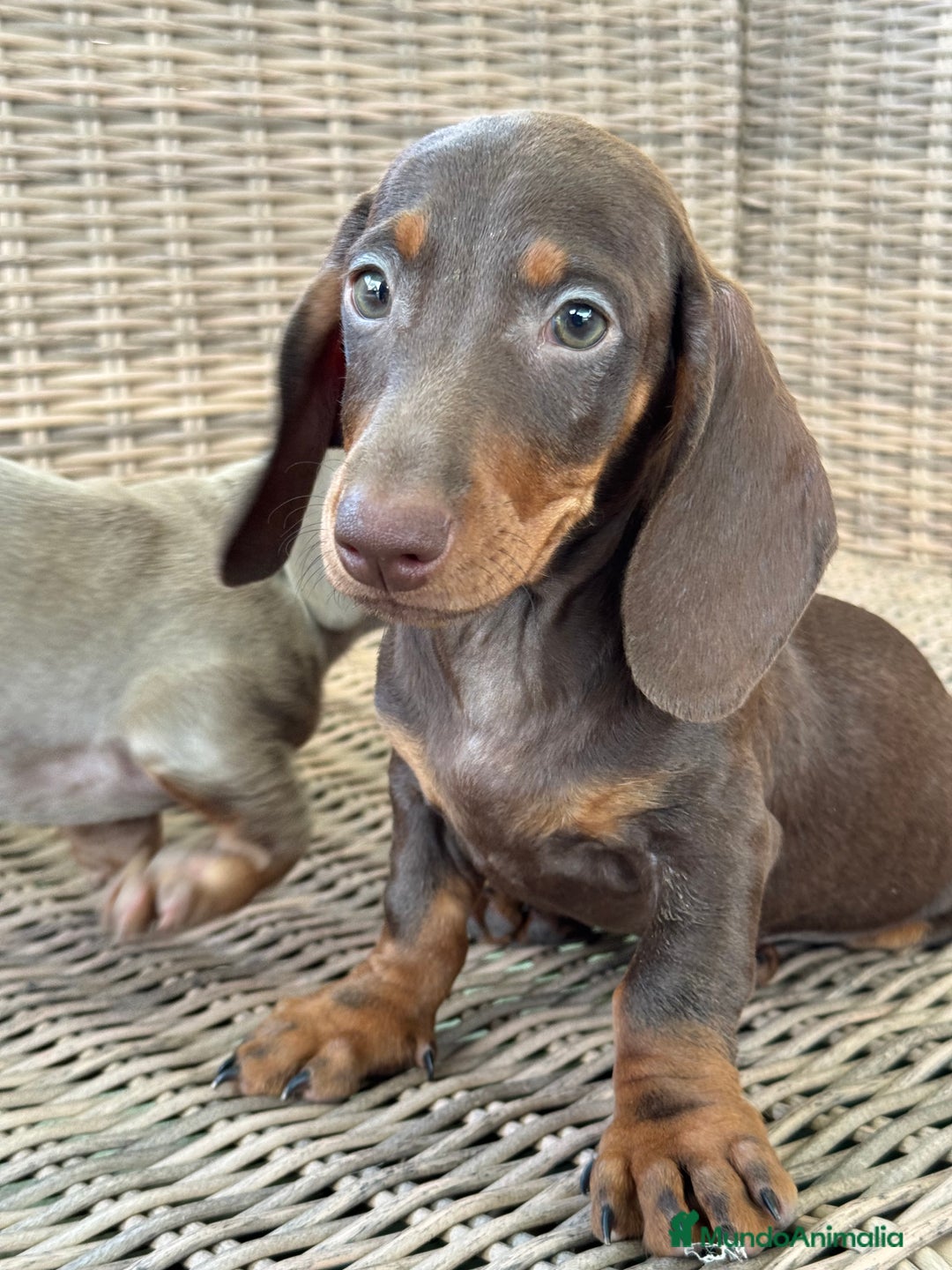 Teckel Miniatura perros en venta: Teckel miniatura  - Imagen 8