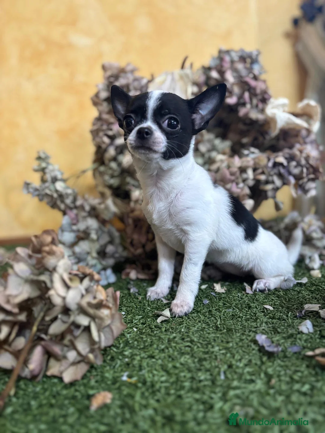 Chihuahua perros en venta: Chihuahua mini lista para entregar !! - Anuncio 3