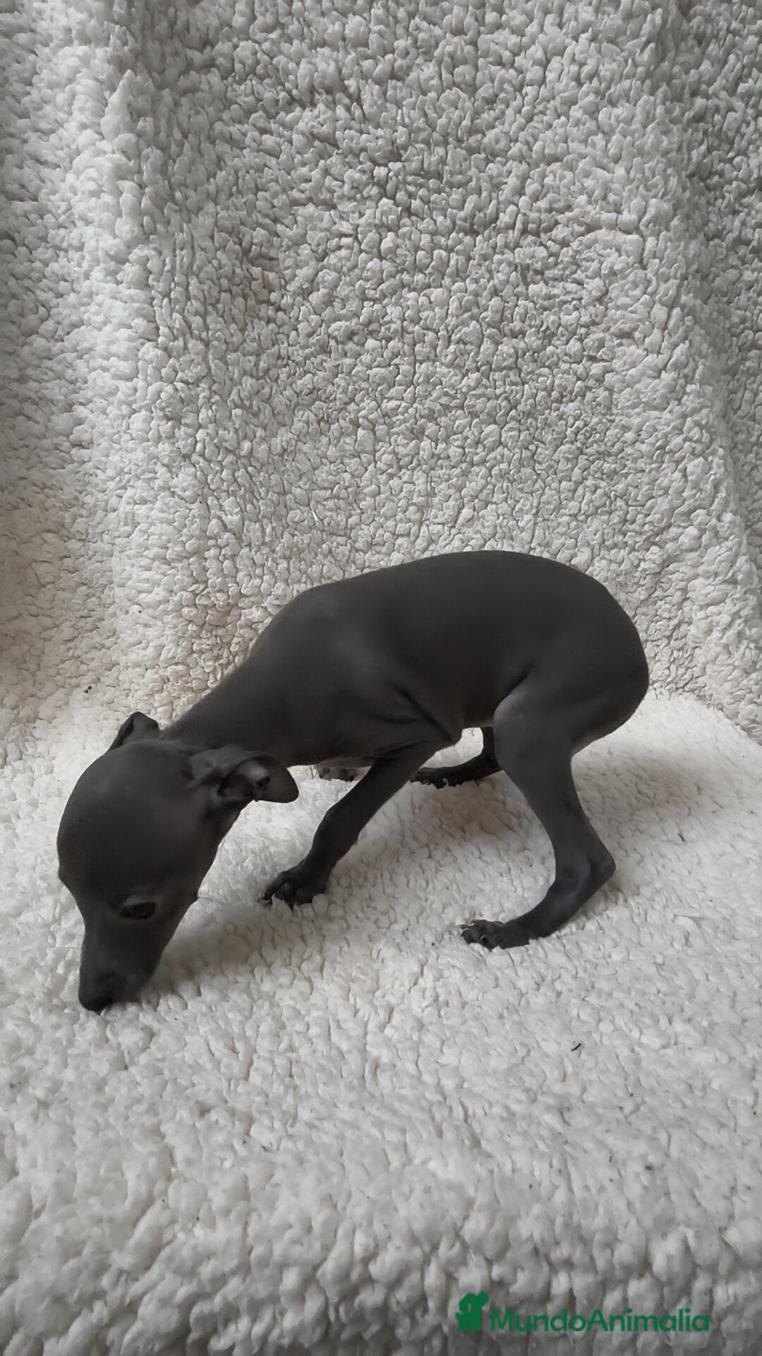 Pequeño Lebrel Italiano perros en venta: Pequeño lebrel Italiano Piccolo  - Imagen 1