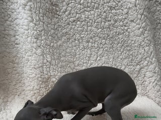Pequeño Lebrel Italiano perros - Anuncio 36