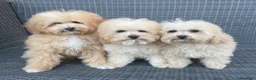 Caniche Toy perros en venta: Caniches toys rojos - Anuncio 2