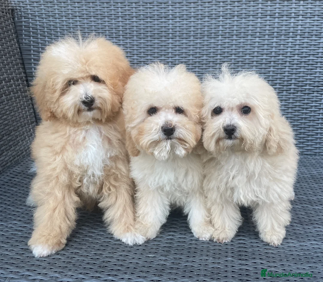 Caniche Toy perros en venta: Caniches toys rojos - Anuncio 2