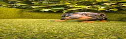 Teckel Miniatura perros en venta: camada teckel miniatura  pelo basto corto    - Anuncio 16