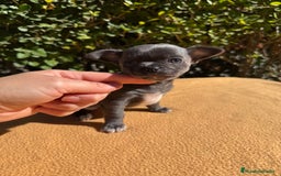 Chihuahua perros en venta: Preciosa hembra azul  - Imagen 2