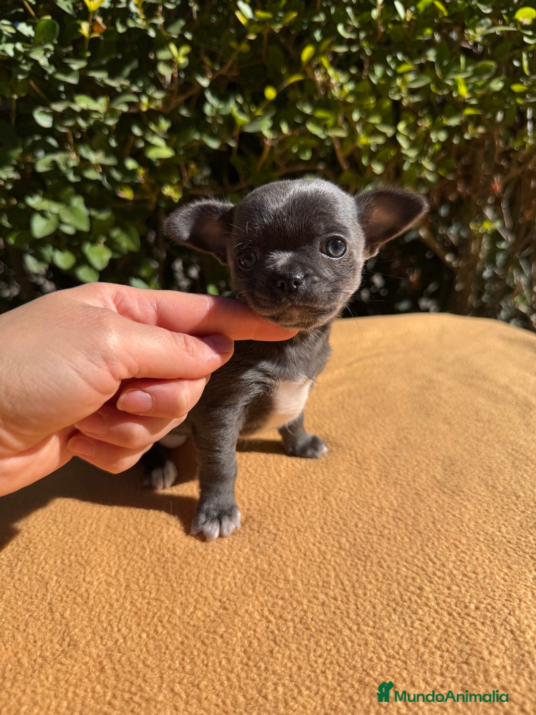 Chihuahua perros en venta: Preciosa hembra azul  - Imagen 2