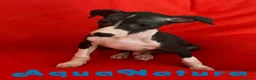 Pequeño Lebrel Italiano perros en venta:  Lebrel Italiano Macho 7345 de BN - AQUANATURA en Barcelona - Anuncio 8