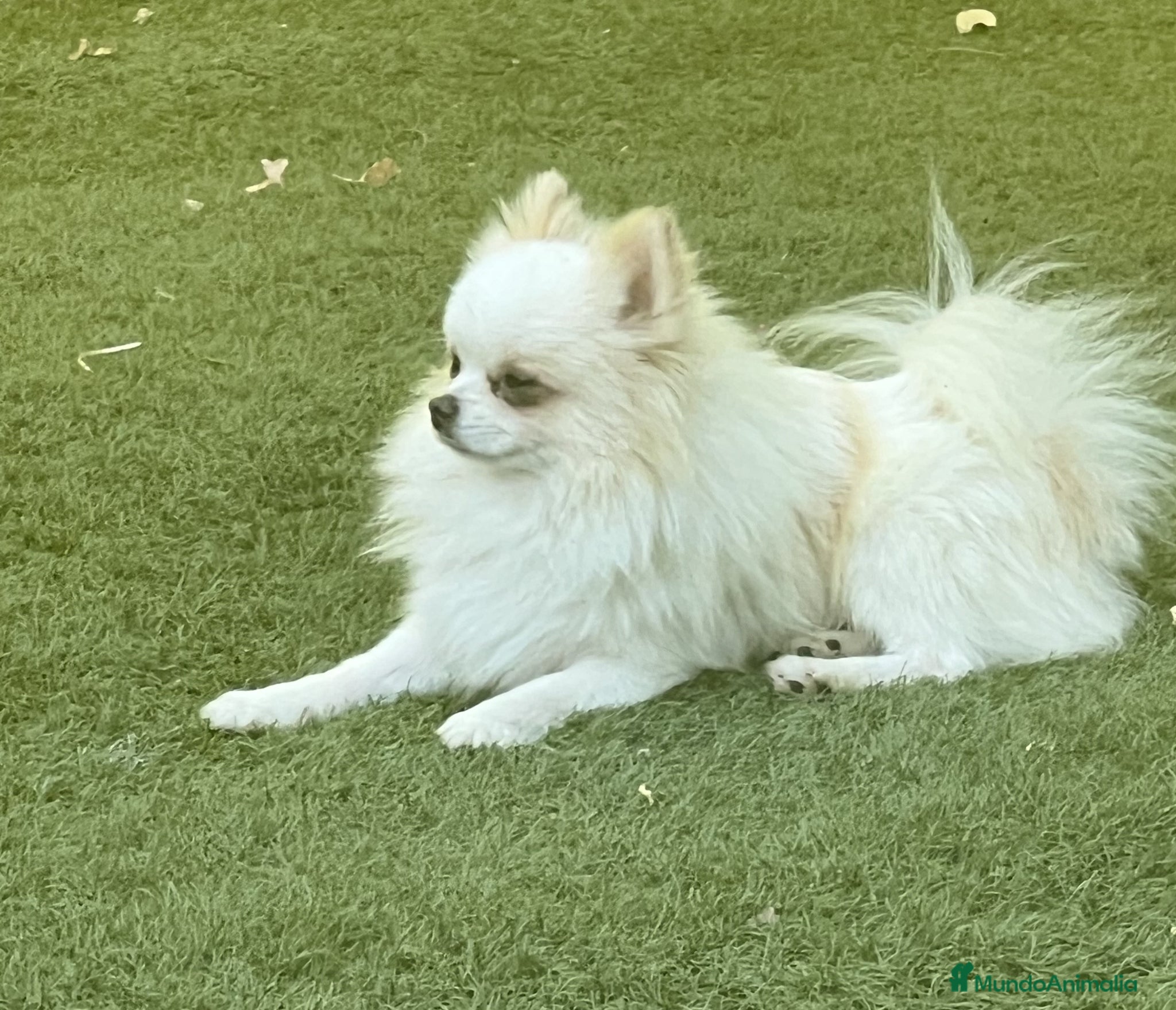 Pomerania perros POMERANIA TOY - Anuncio 1