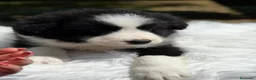 Border Collie perros en venta: BORDER COLLIE BICOLOR MACHO - Anuncio 4