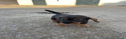 Teckel perros en venta: Teckel - Anuncio 6