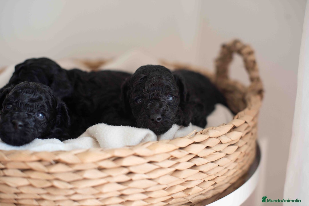 Caniche Toy perros en venta: Caniches toys negros - Anuncio 8