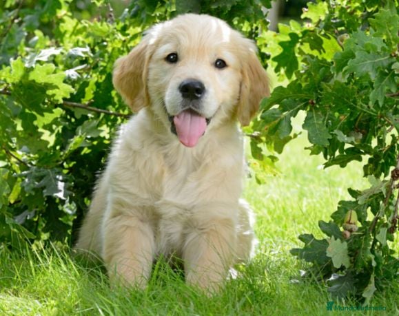 Golden Retriever perros Golden retriever - Anuncio 2