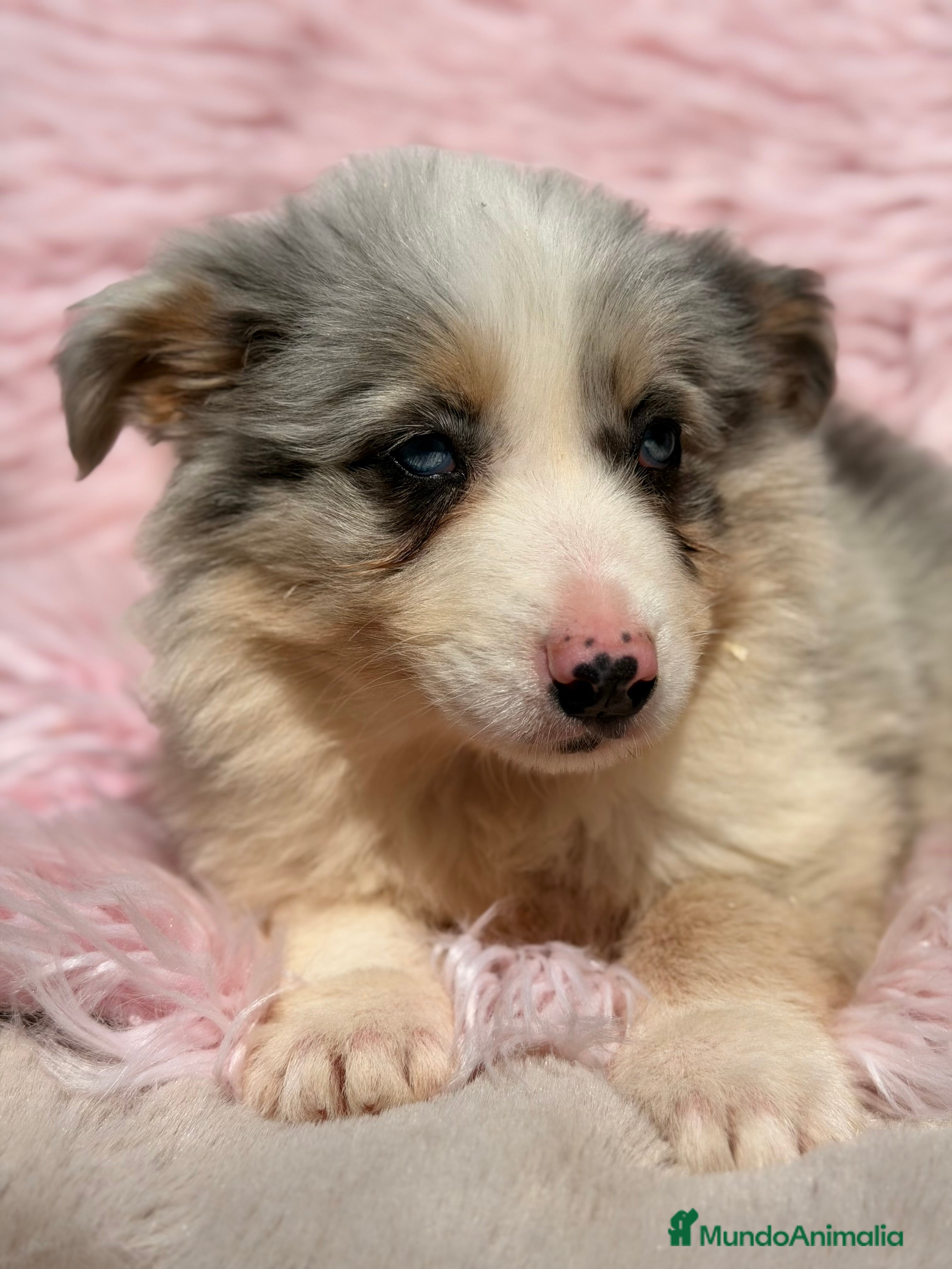 Border Collie perros Border collie Merle  - Anuncio 2