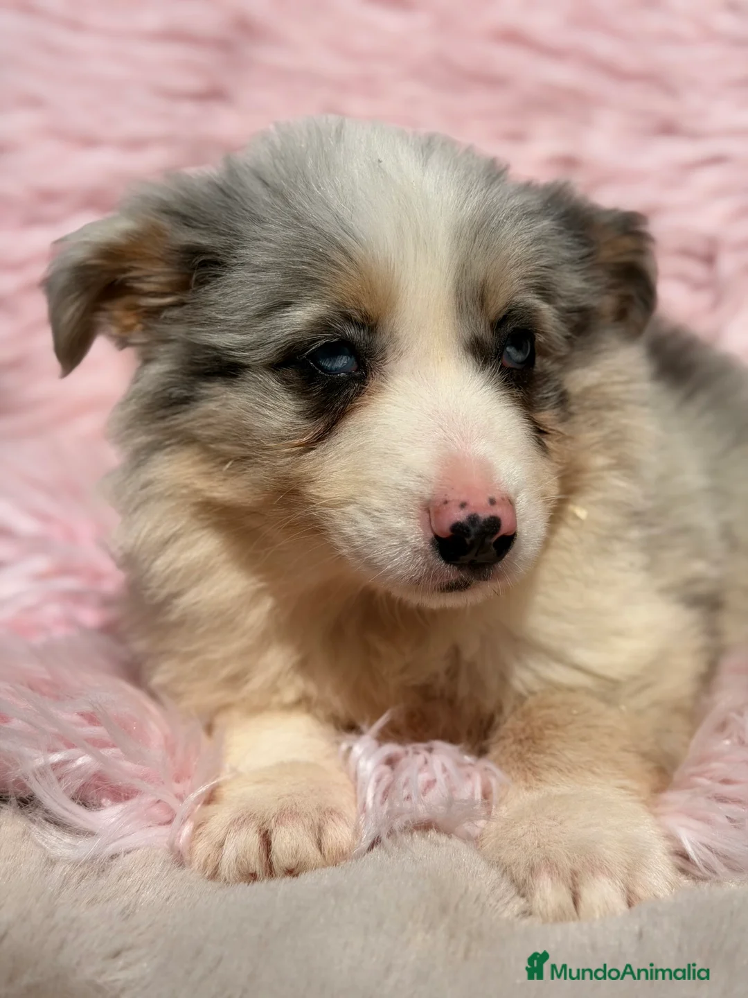 Border Collie perros en venta: Border collie Merle  - Anuncio 1