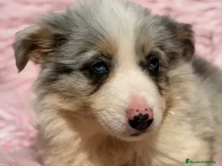 Border Collie perros Border collie Merle - Anuncio 2