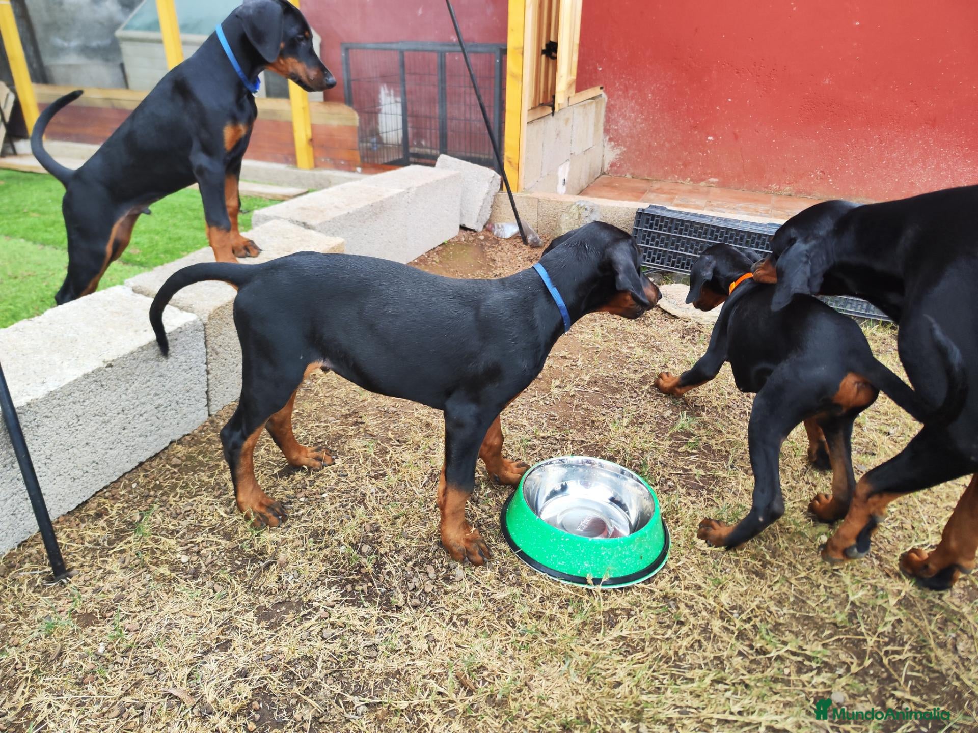 Dobermann perros Cachorros doberman en Tenerife  - Anuncio 2