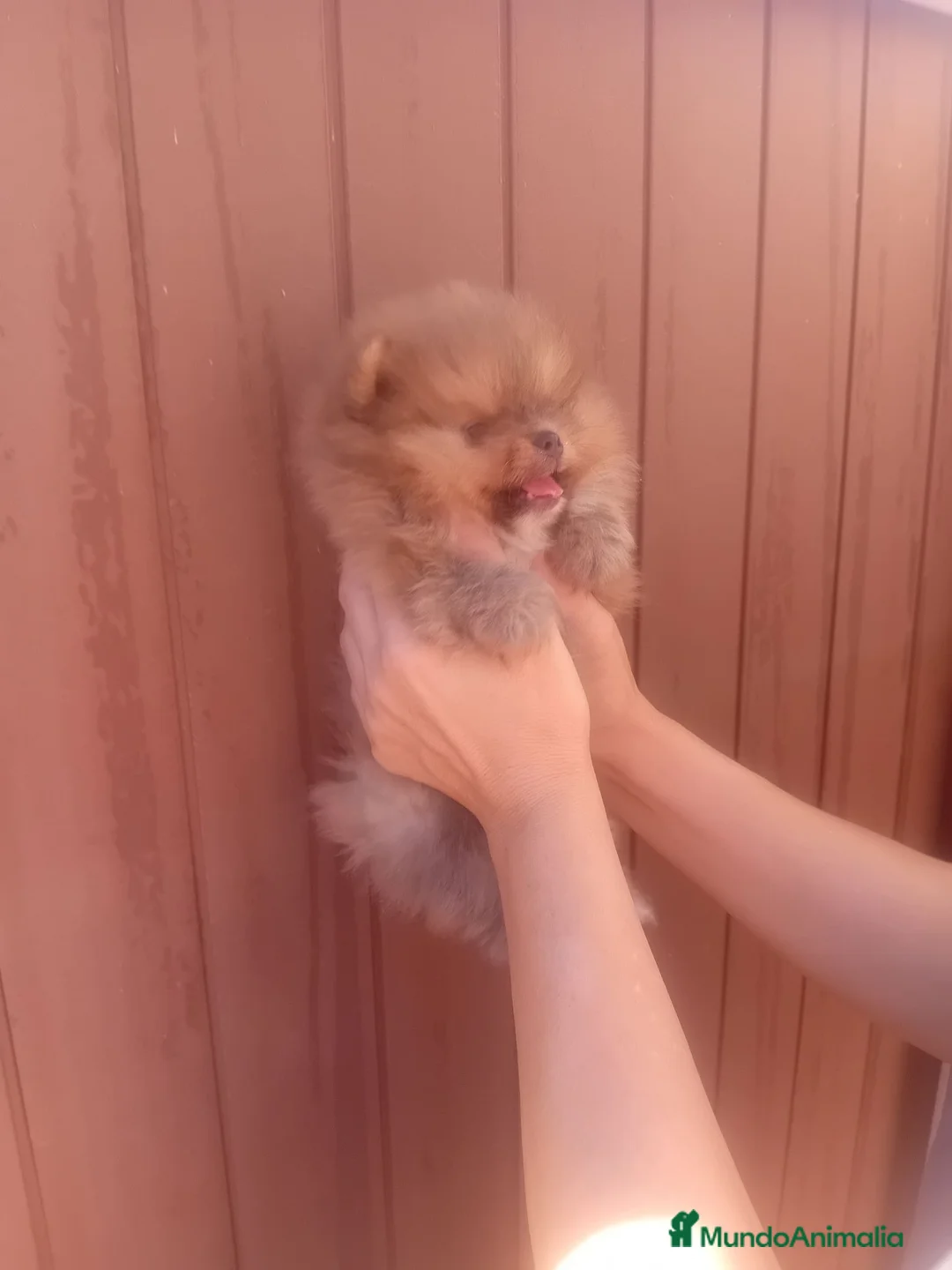 Pomerania perros en venta: ‼️‼️ pomerania toy osito - Anuncio 5