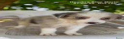 Border Collie perros en venta: Border Collie Hembra Blue Merle - Anuncio 8