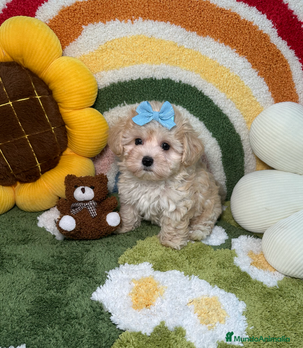 Maltipoo perros Maltipoo Macho - Anuncio 1