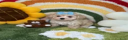 Maltipoo perros en venta: Maltipoo Macho - Anuncio 1