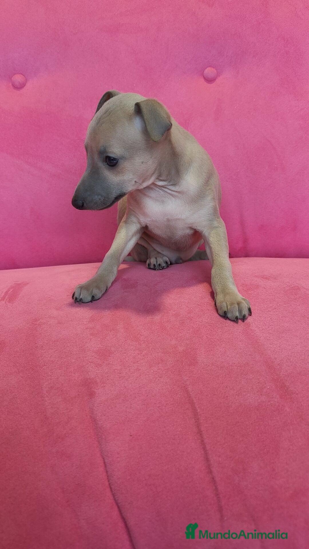 Pequeño Lebrel Italiano perros en venta: Pequeño lebrel Italiano Piccolo Galgo  - Anuncio 3