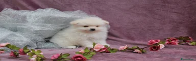Pomerania Cachorro 8