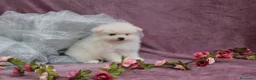 Pomerania perros en venta: PRECIOSO CACHORITO DE POMERANIA TOY  - Anuncio 26