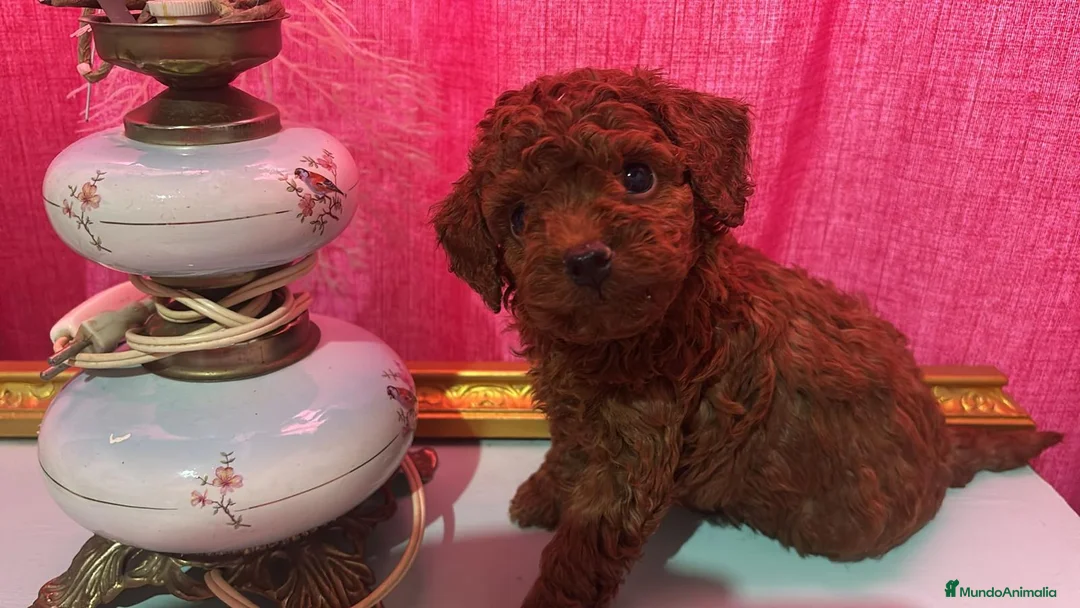 Caniche Toy perros en venta: Caniche toy - Anuncio 1