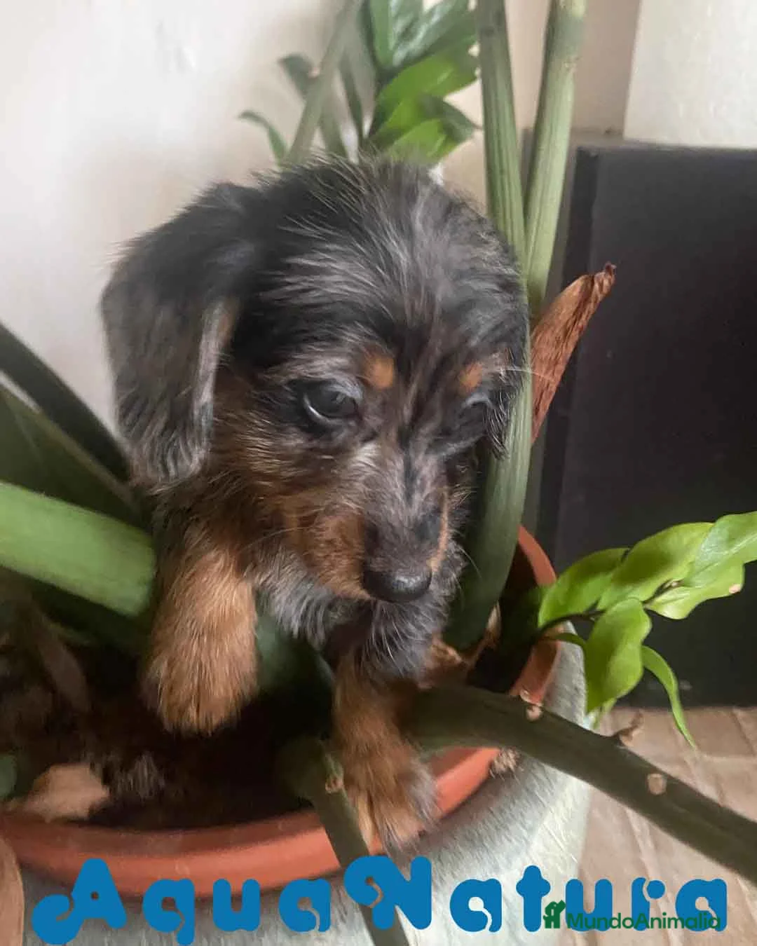 Teckel Miniatura perros en venta: Teckel Hembra Pelo Largo 1995 AQUANATURA - Anuncio 3