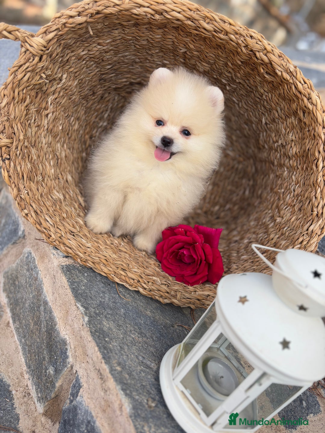 Pomerania perros en venta: Pomeranias disponibles hembra y macho  - Imagen 1