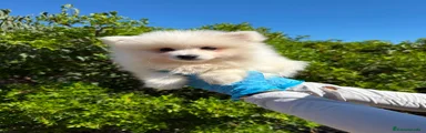 Pompom