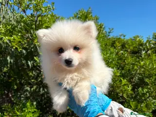 Pomerania perros MINI POMERANIA HEMBRA BLANCA - Anuncio 2