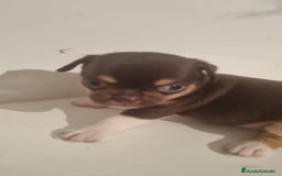 Chihuahua perros en venta: Hembra de chihuahua chocolate  - Imagen 1
