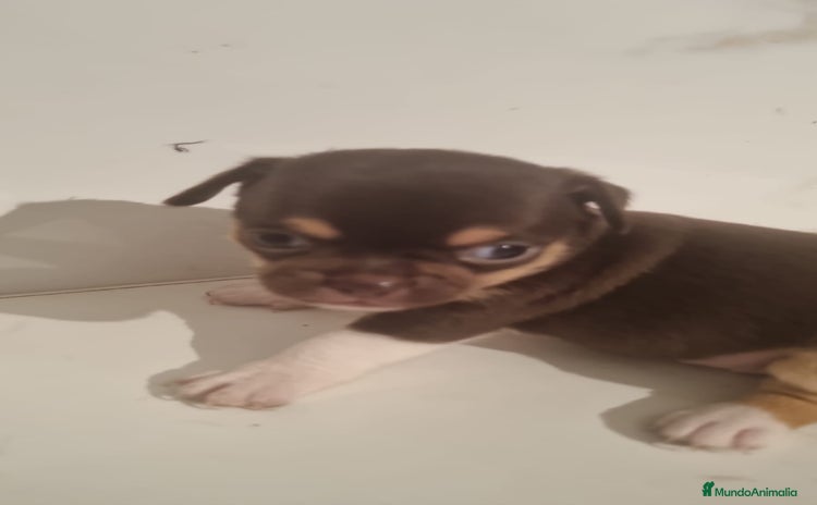 Chihuahua perros - Anuncio 5