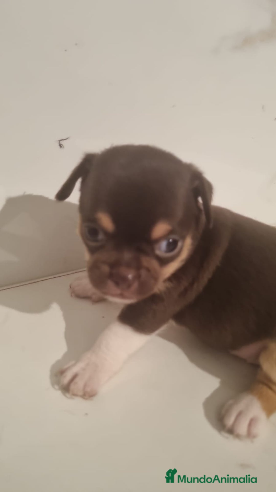Chihuahua perros en venta: Hembra de chihuahua chocolate  - Imagen 1