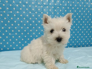 West Highland White Terrier perros en Sevilla - Anuncio 10