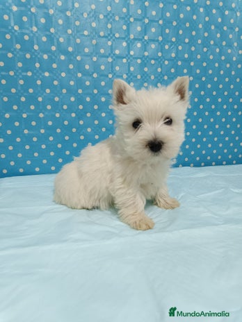West Highland White Terrier perros en Sevilla - Anuncio 4